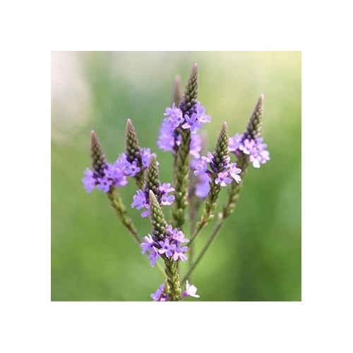 Vervain Hastata Flower Seeds for Garden Planting [neera-v5-73e1e39c9f5a49af9ab1]