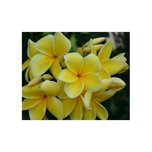 Yellow Light Frangipani Flower Heirloom Non Gmo Plumeria For Tropical Garden Blooms Flower Seeds [neera-v5-73e78c4b18c1007386ff]
