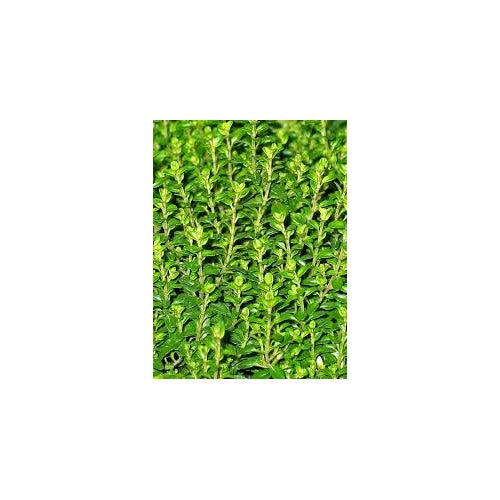 Common Thyme Herb Seeds for Planting [neera-v5-73ea9a6fa8ba2f7e2ceb]
