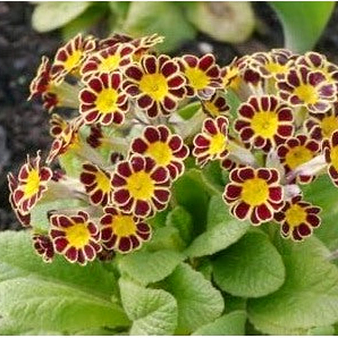 Organic Heirloom Non-GMO Maroon Yellow Primrose Seeds for Planting [neera-v5-73ec71da8455c17f77a3]