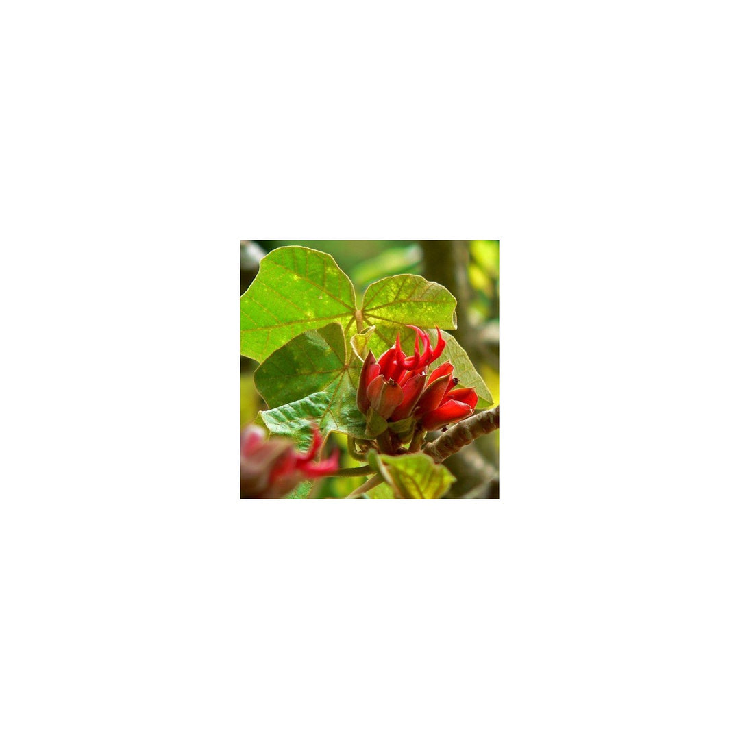 Orange Chiranthodendron Plant Heirloom Non Gmo Hand Tree Exotic Garden Flower Seeds Home [neera-v5-73f688b542fdf565c7e2]