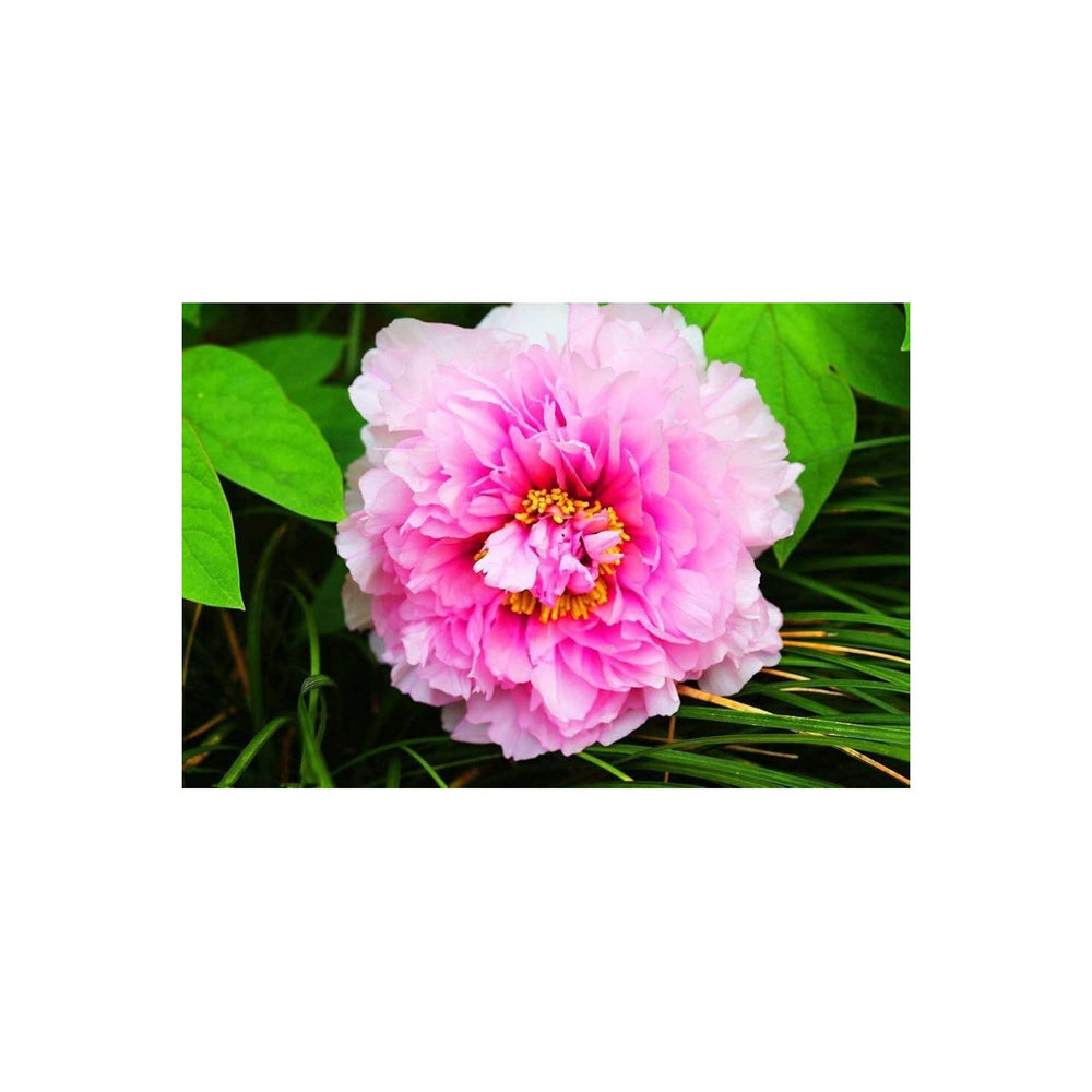 Peony Paeonia Suffruticosa Chinese Flower For Planting Ideal For Backyard Gardening Ornamental [neera-v5-73fc9944b1a6a07c9133]