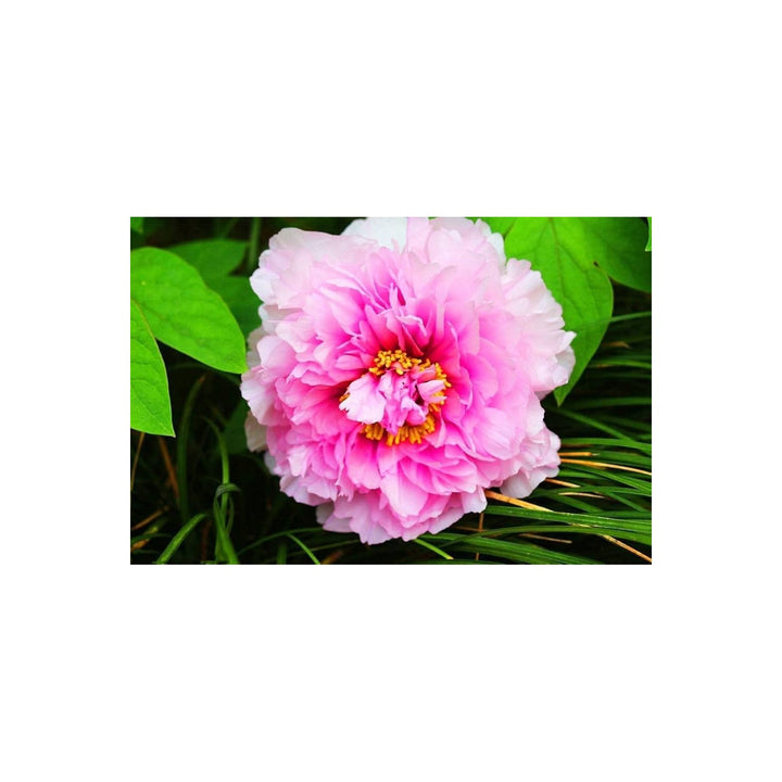 Peony Paeonia Suffruticosa Chinese Flower For Planting Ideal For Backyard Gardening Ornamental [neera-v5-73fc9944b1a6a07c9133]
