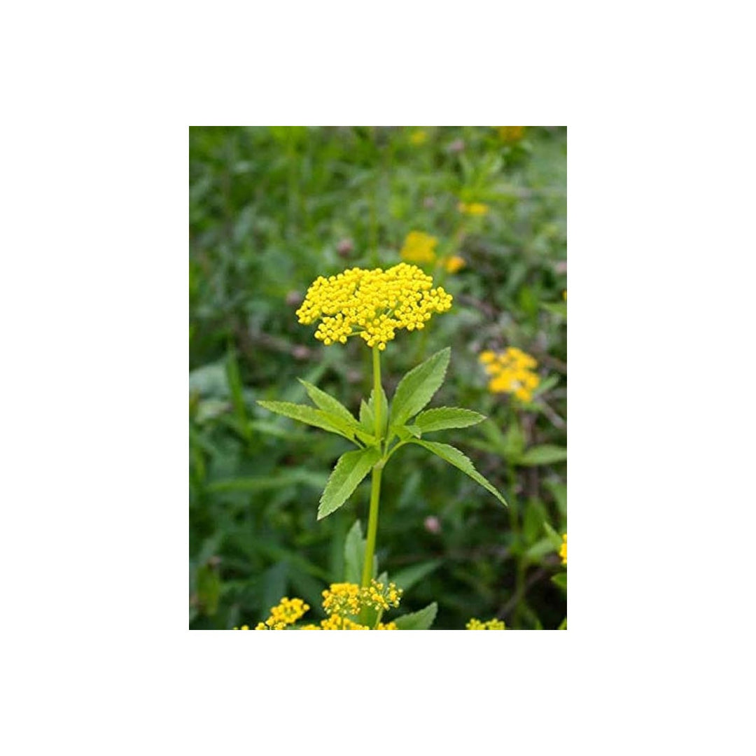 Golden Alexer Zizia Aurea Heart Leaf Flower For Planting Native Wildflower Ideal For Pollinator [neera-v5-73fef0eb73e3246e060e]