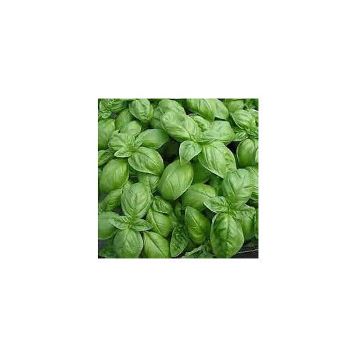 Genovese Basil Seeds [neera-v5-7410bd0bed81162b1712]