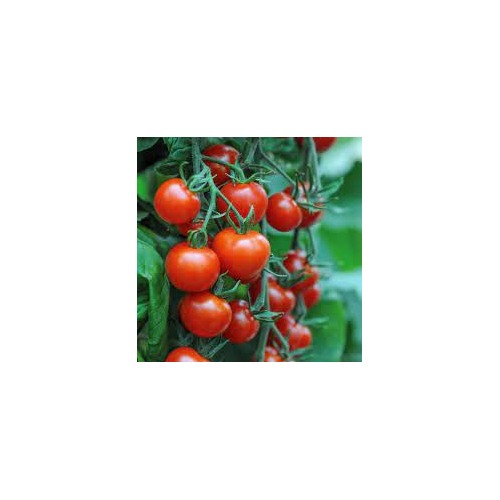 Sour-Type Tomato (Winter Variety) Vegetable Seeds for Planting [neera-v5-74195d15288a54801e3e]