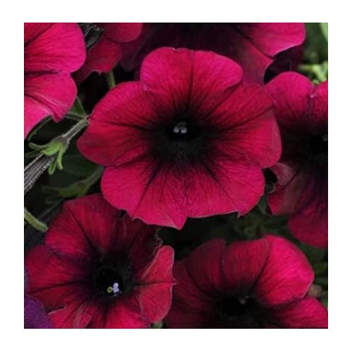 Burgundy Petunia Flower Seeds for Planting [neera-v5-741a9cd38deaafbbcb9c]