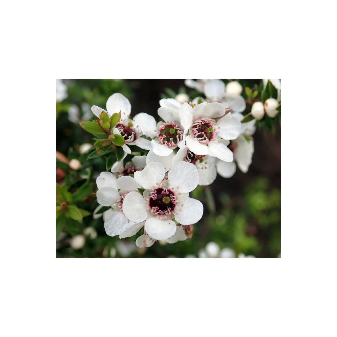 Leptospermum Scoparium Flower Heirloom Non Gmo Tea Tree Blooms Garden And Landscape Planting [neera-v5-741afcf930d3ac3919f2]