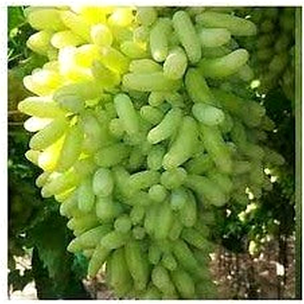 Moon Drop Green Seedless Grapes Fruit Seeds for Planting [neera-v5-74262bef91e9270a4989]