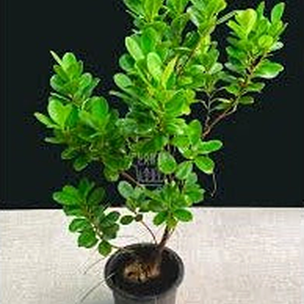 Ficus Microcarpa Tree Seeds [neera-v5-742c55ee034e978b3a13]