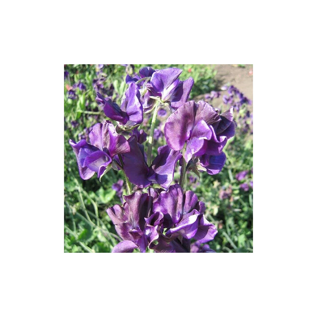 Blue Sweet Pea Lathyrus Odoratus Navy Mammoth Flower For Planting Perfect For Fragrant Trellises [neera-v5-742edd7bddf5fc964849]