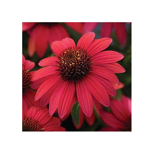 Maroon Coneflower Seeds [neera-v5-744067f2b7de41c57b19]