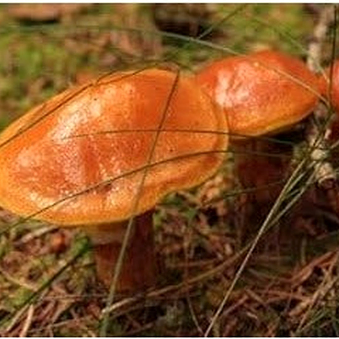 Slippery Jack Mushroom Seeds for Planting [neera-v5-744292fc61c242843388]