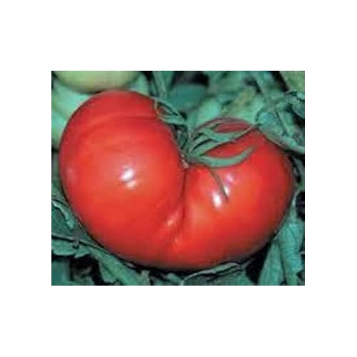Red Tomato Seeds for Planting [neera-v5-74440d42c66924c8edc5]