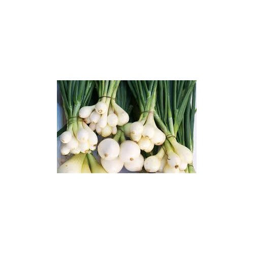 Green Spring Onions (Scallions) Vegetable Seeds for Planting [neera-v5-74484dffb7c37ea5179f]
