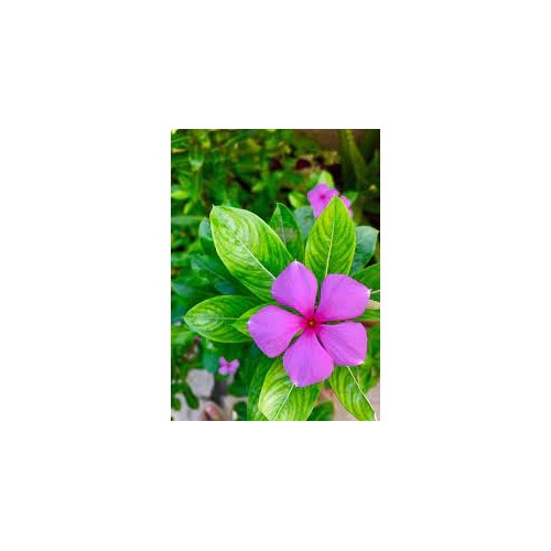 Pink Vinca Flower Seeds for Planting [neera-v5-745e79a406903177ee6e]