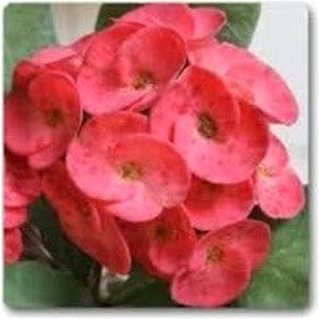 Heirloom Red Euphorbia Milii Flower Seeds for Planting [neera-v5-74688ba5280baf4f8026]