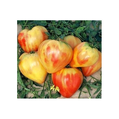Cream Orange Tomato Seeds for Planting [neera-v5-7479362470dc80c96726]