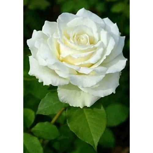 Organic White Double Petal English Rose Seeds for Planting [neera-v5-7480cef2e5a82c4341ed]