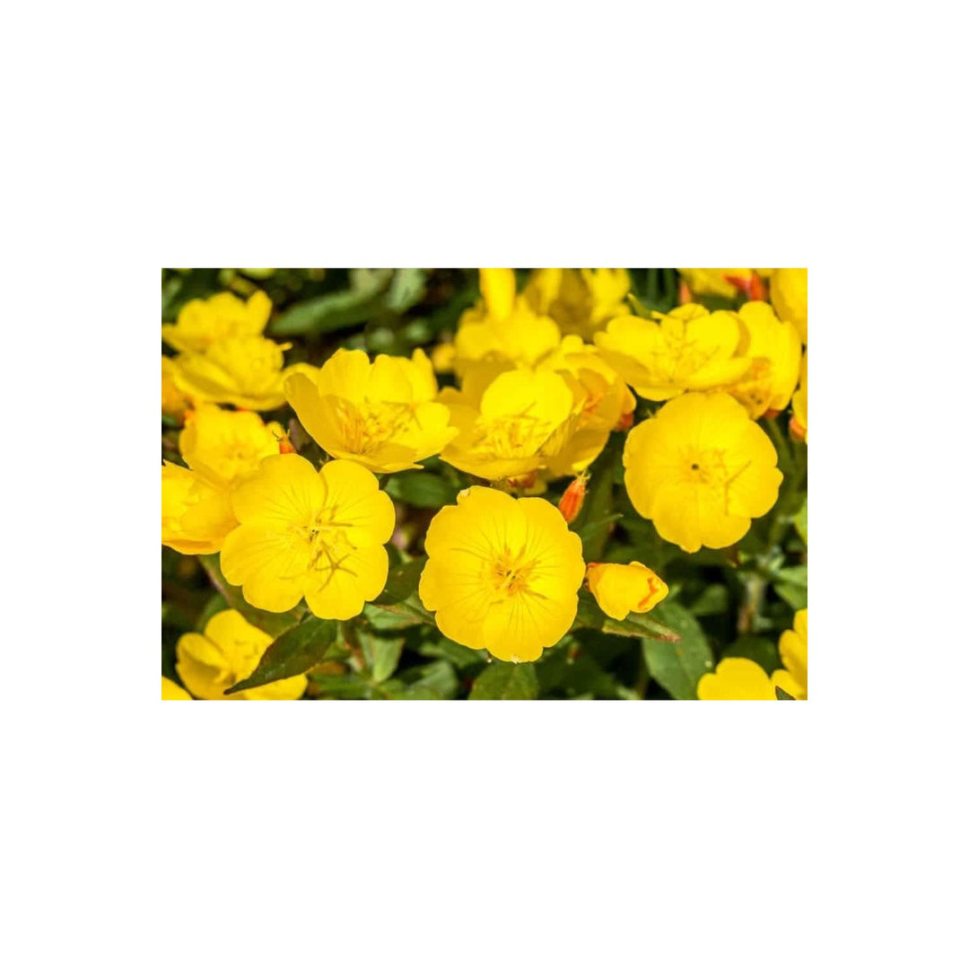 Heirloom Non Gmo Cape Primrose Flower For Planting Colorful Indoor And Shade Garden Blooms Flower [neera-v5-74833c4df954bc34ba5e]