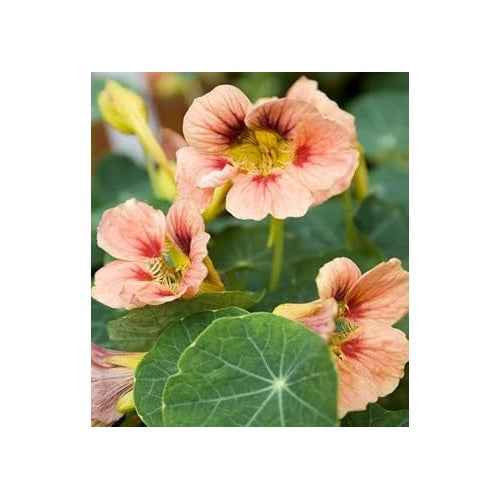 Light Peach Nasturtium Flower Seeds [neera-v5-7486ab9fefa821e2404b]