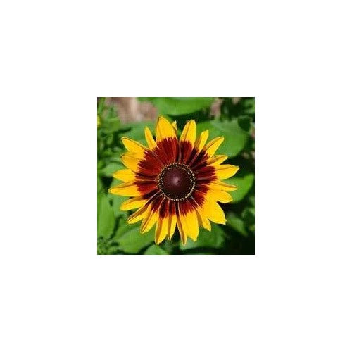 Cutleaf Coneflower For Planting Heirloom Non Gmo Garden Beautiful Blooms Flower Seeds for Home [neera-v5-7498521c11b4fec94d4d]