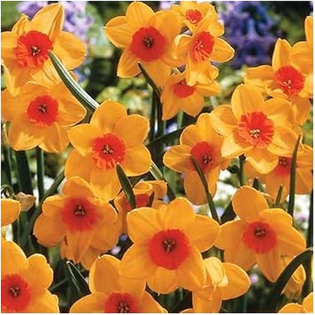 Orange Dark Yellow Daffodil Flower Seeds for Planting [neera-v5-74a181ee61a1e574b5c0]