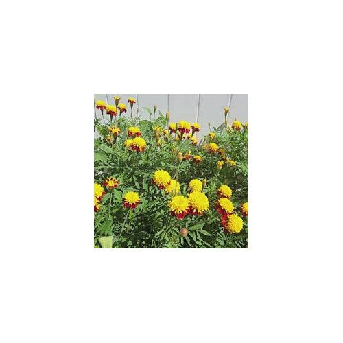 Tiger-Eye Marigold Flower Seeds for Planting [neera-v5-74a1e95183b63a8259c6]