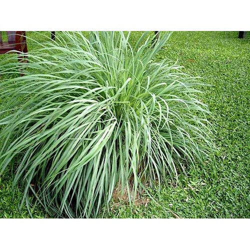 Premium Lemongrass Seeds for Planting [neera-v5-74a6fd27ac36441aff3e]