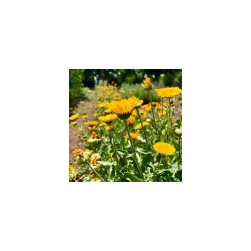 Resina Calendula Flower Seeds [neera-v5-74a92a2b123b02f159cf]