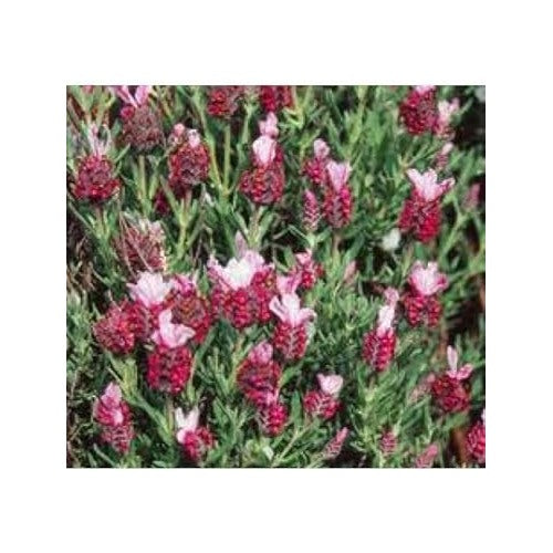Red Lavender Flower Seeds for Planting [neera-v5-74c5d4ac99145a695d3a]