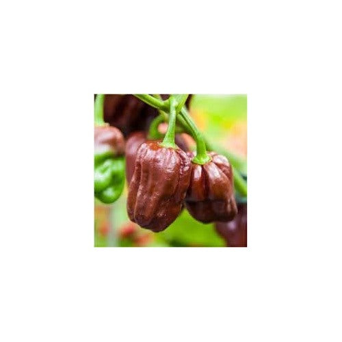 Habanero Pepper Seeds for Planting | Heirloom, Non-GMO, High Germination Organic Garden Seeds [neera-v5-74d15b7085c29078afd1]