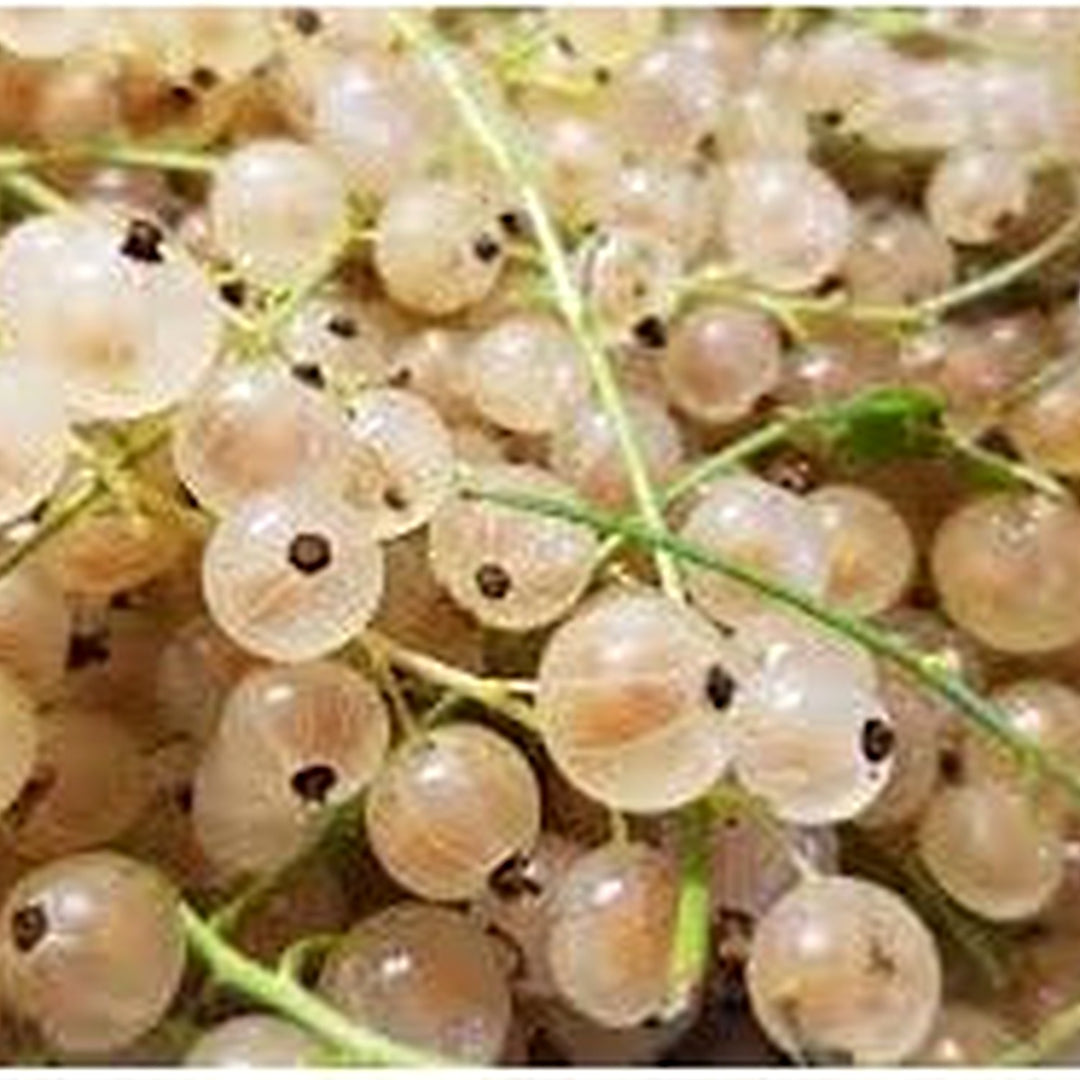 White Currant (Ribes rubrum var. alba) Seeds [neera-v5-74d6402253bdfcc7cd26]