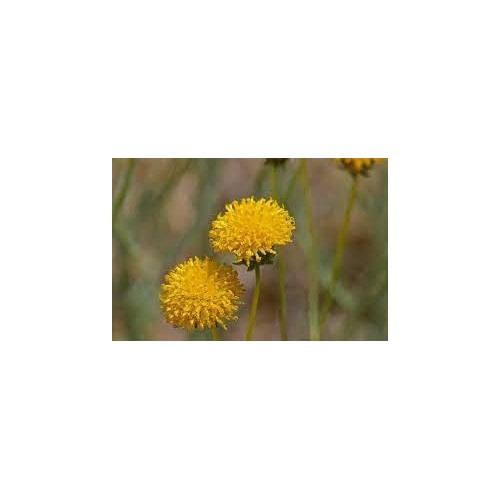 Heirloom Non Gmo Thelesperma Flower For Planting Drought Resistant Wildflower Blooms Flower Seeds [neera-v5-74dde6795ce852c64d8a]