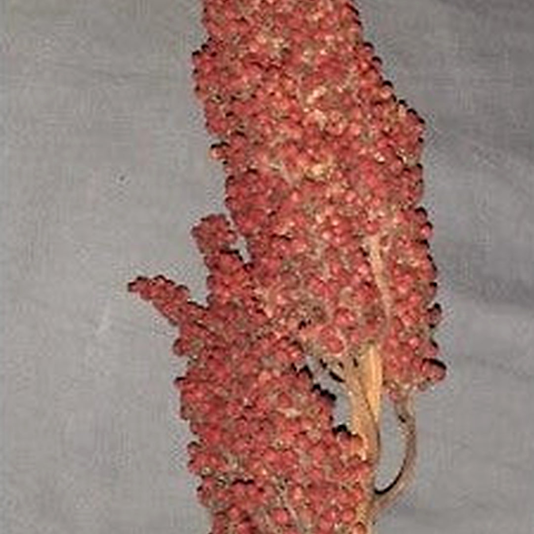 Staghorn Sumac Shipp Hardy Perennial Heirloom Non Gmo Flower Seeds Home Garden Planting, [neera-v5-74de437b0259e1b6a48b]
