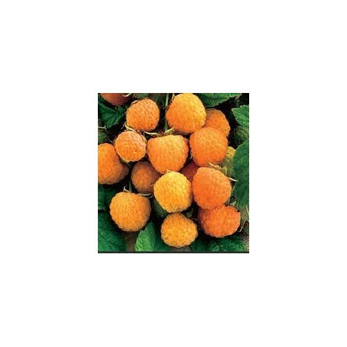RARE Anne Yellow Raspberry Fruit Seeds for Planting [neera-v5-74e1d34197ef975b27ea]