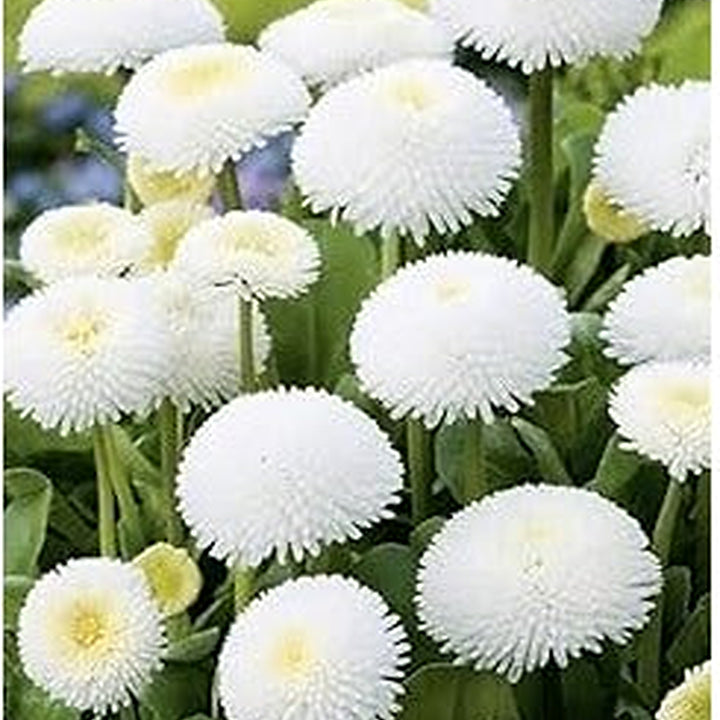White Bellis Perennis Seeds for Planting [neera-v5-74eb48ce6aa4d644c3c3]