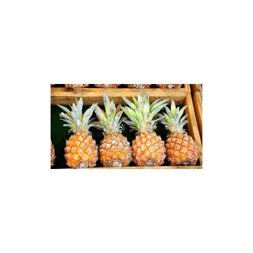 Queen Victoria Pineapple Fruit Seeds [neera-v5-74f9af49bcc188f90899]