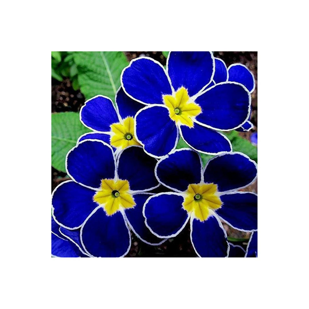Blue Yellow Pansy For Planting Organic Heirloom Non Gmo Flower Flower Seeds for Home Garden [neera-v5-74fc2d07f659c9e3eaa9]