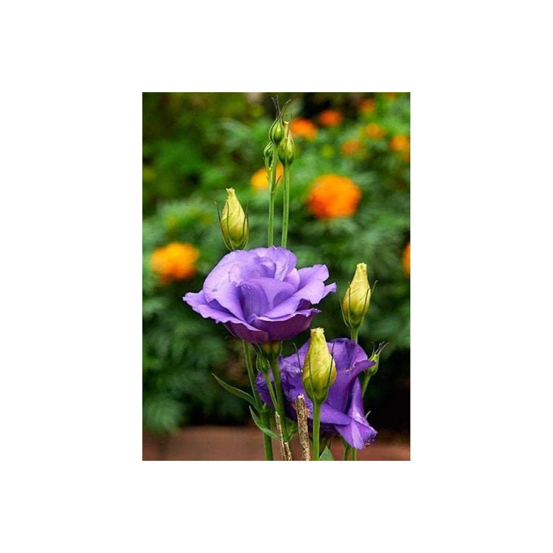 Blue Lisianthus Eustoma Griflorum Echo Flower For Planting Ideal For Backyard Gardening Cut [neera-v5-7500ee31b60ad4577d18]