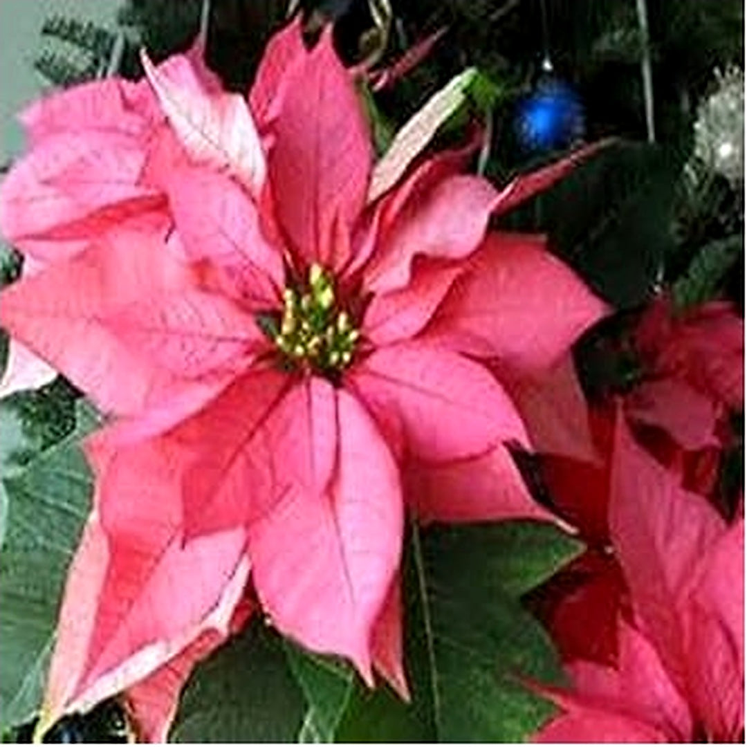 Heirloom Non-GMO Pink Poinsettia Flower Seeds for Planting [neera-v5-7505c04a4f3bd2b33cde]