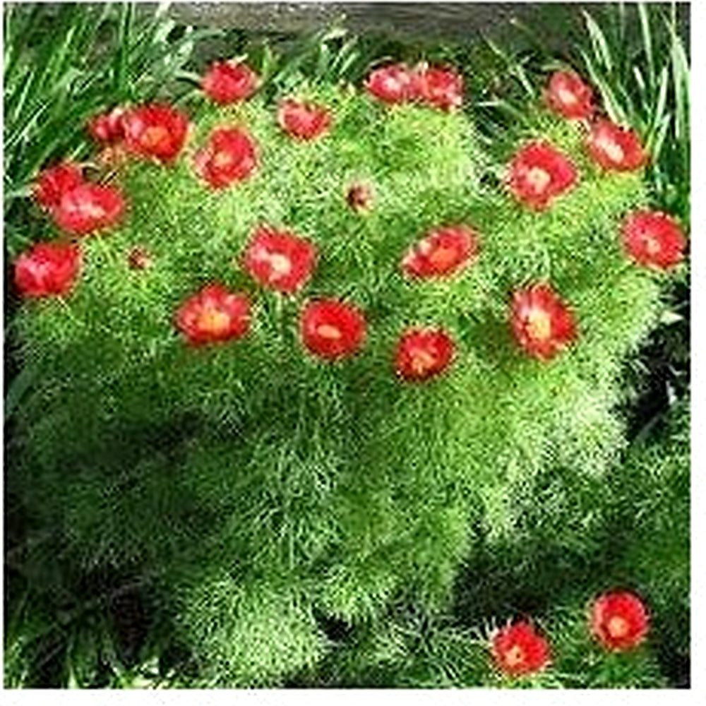 Fern Flower Seeds for Garden Planting [neera-v5-7506a9c63c7a5b6177d6]