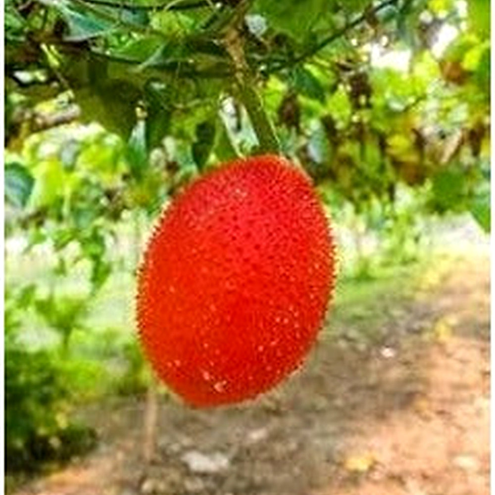 Gac Fruit Seeds [neera-v5-750a6ca078634492e76f]