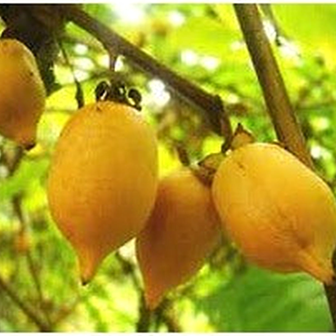 Actinidia Polygama Fruit Seeds for Cultivation [neera-v5-751af657fcdc81371d2e]