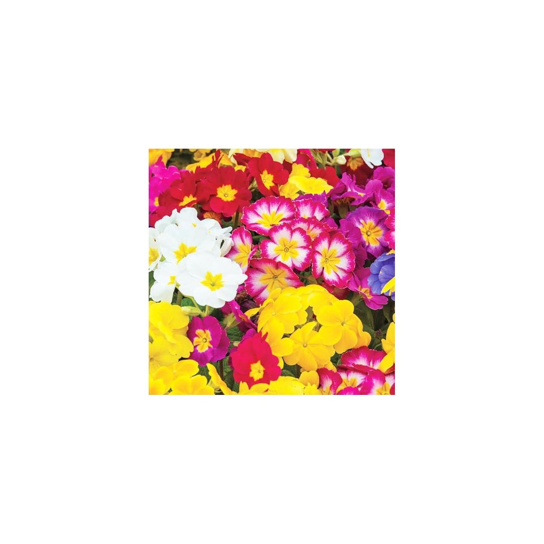 Rainbow Primrose Primula Malacoides Flower For Planting In Home Garden And Balcony Pots Flower [neera-v5-751c5e3a893f01d09c29]