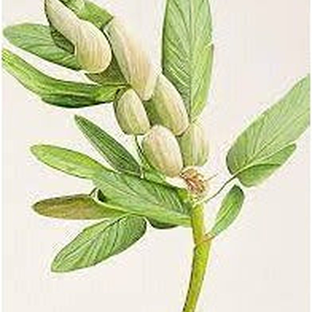 Green Cardamom Plant Seeds [neera-v5-751e0e44d10ddb4033ab]