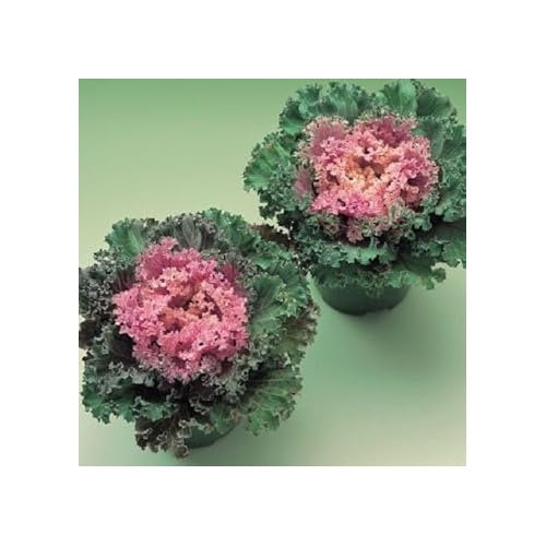 Pink Kale Vegetable Seeds for Planting [neera-v5-75201c9fde8e79f808bd]