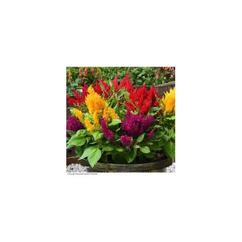 Celosia plumosa Flower Seeds for Planting [neera-v5-7524e6dbc03cacc12c8e]