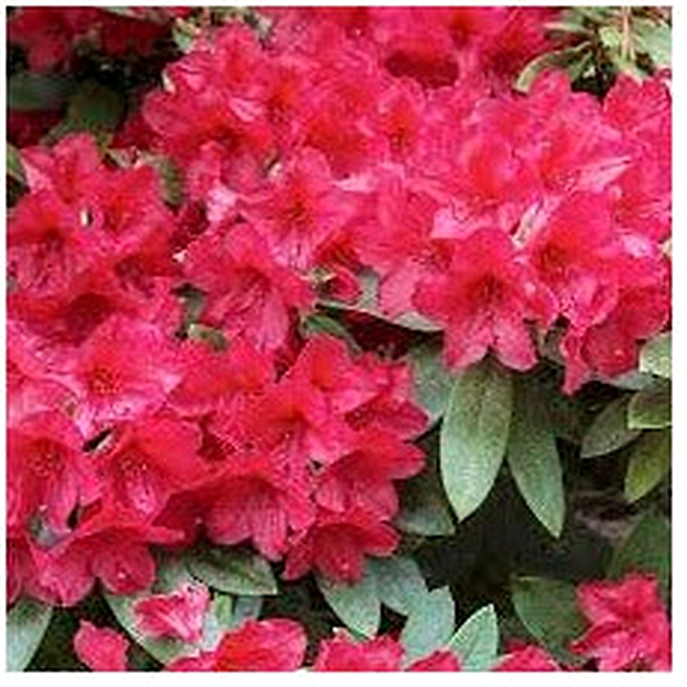 Heirloom Red Azalea Rhododendron Flower Seeds for Planting [neera-v5-75263f6bcc0951550a92]