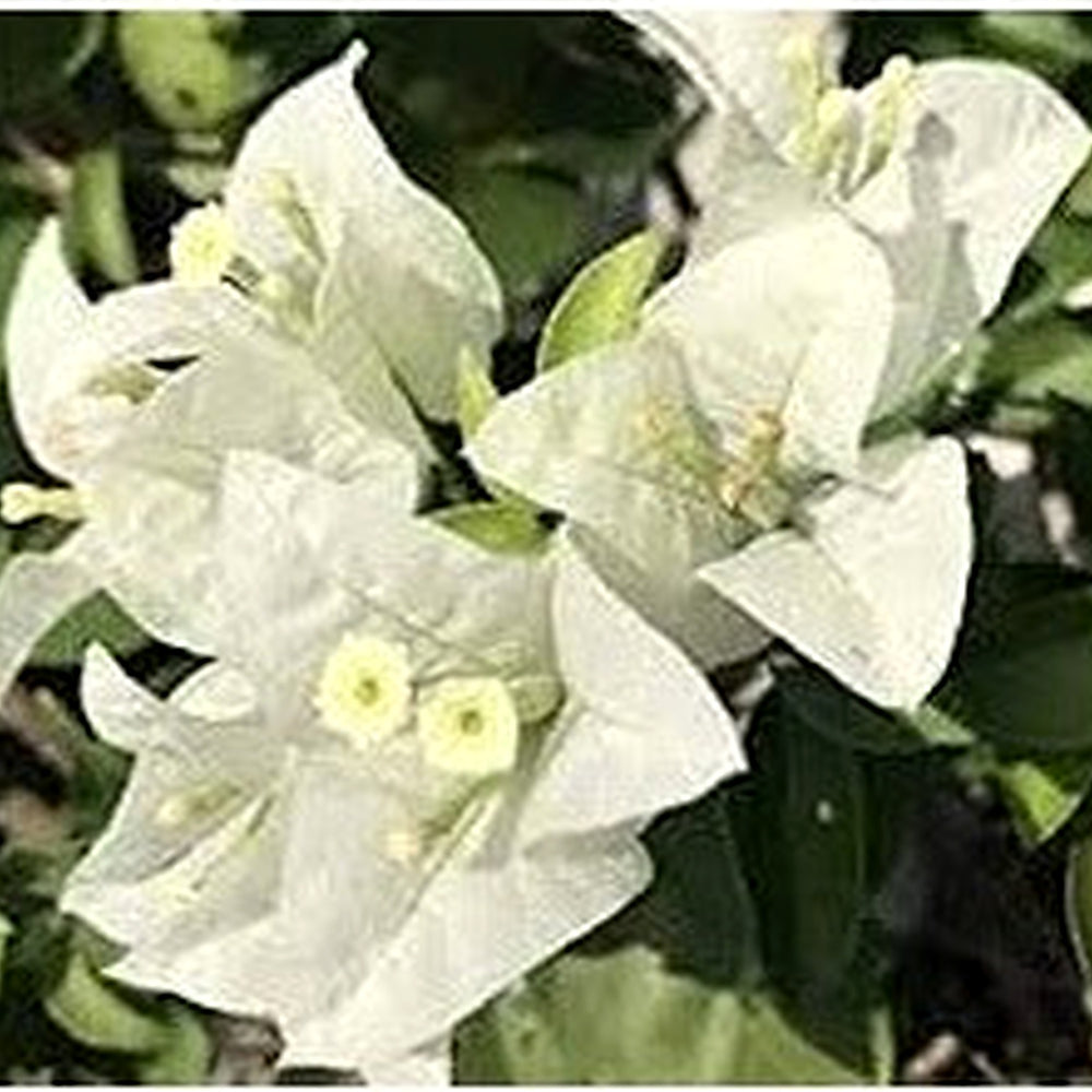White Bougainvillea Seeds for Planting [neera-v5-7528b0ea79ca074e1779]